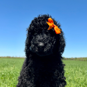 Poodle Puppy Maggie