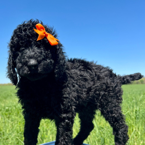 Poodle Puppy Maggie