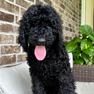 Poodle Puppy Maggie