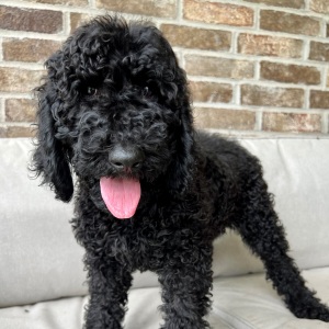Poodle Puppy Maggie