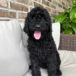 Poodle Puppy Maggie