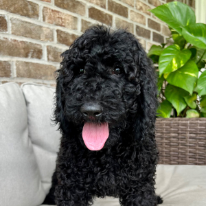Poodle Puppy Maggie