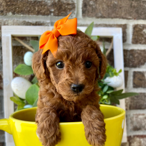 Poodle Puppy Lexi