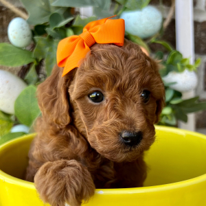 Poodle Puppy Lexi