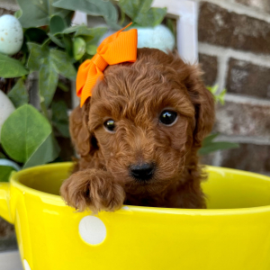 Poodle Puppy Lexi