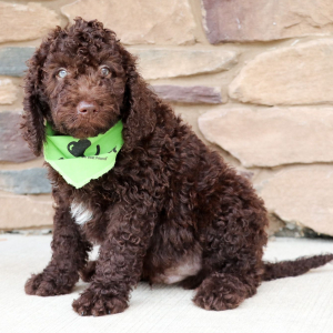 Labradoodle Puppy Frankie