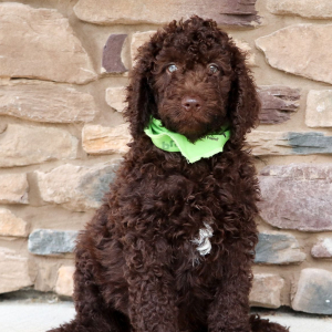 Labradoodle Puppy Frankie