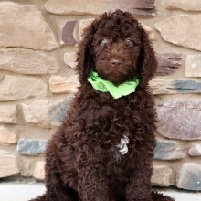 Labradoodle Puppy Frankie