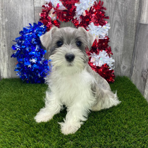 Miniature Schnauzer Puppy Stirling