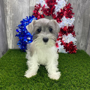 Miniature Schnauzer Puppy Stirling