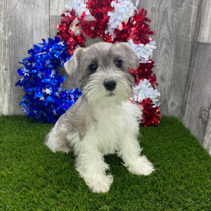 Miniature Schnauzer Puppy Stirling