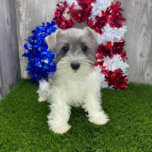 Miniature Schnauzer Puppy Stirling