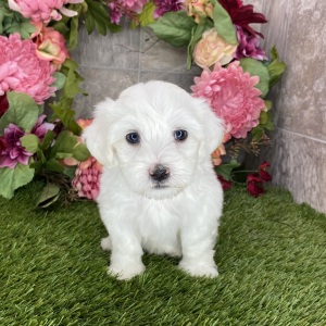 Coton de Tulear Puppy Sharla