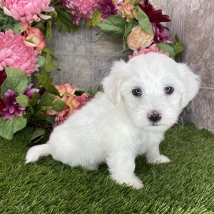 Coton de Tulear Puppy Sharla