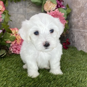 Coton de Tulear Puppy Sharla