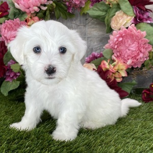Coton de Tulear Puppy Sharla