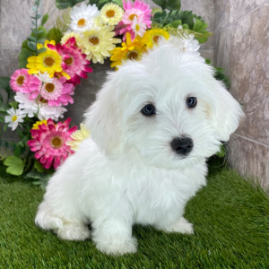 Coton de Tulear Puppy Sharla