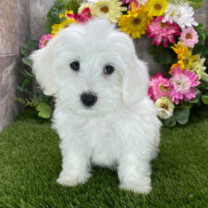 Coton de Tulear Puppy Sharla