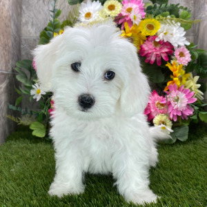 Coton de Tulear Puppy Sharla