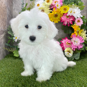 Coton de Tulear Puppy Sharla