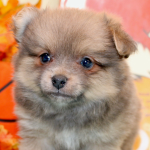 Pomeranian Puppy Oscar