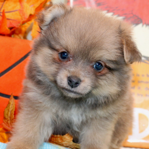 Pomeranian Puppy Oscar