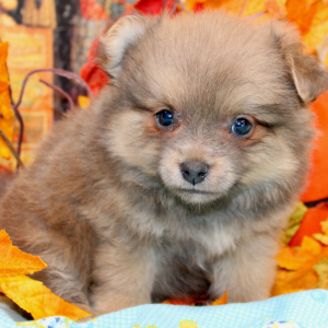 Pomeranian Puppy Oscar