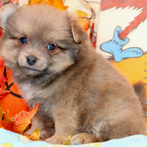 Pomeranian Puppy Oscar