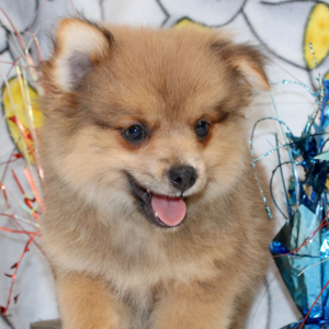 Pomeranian Puppy Oscar