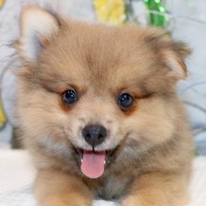 Pomeranian Puppy Oscar