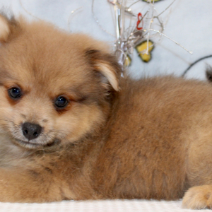 Pomeranian Puppy Oscar