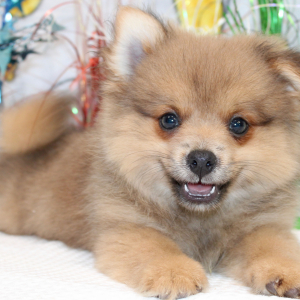 Pomeranian Puppy Oscar