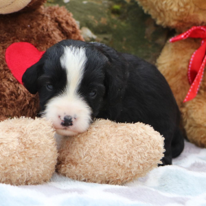 Bernedoodle Puppy Cameron