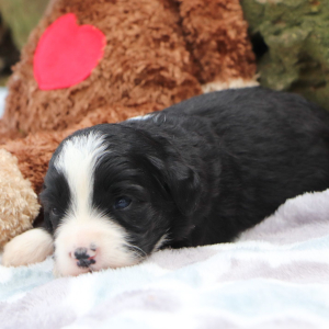 Bernedoodle Puppy Cameron