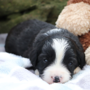Bernedoodle Puppy Cameron