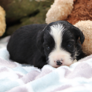 Bernedoodle Puppy Cameron