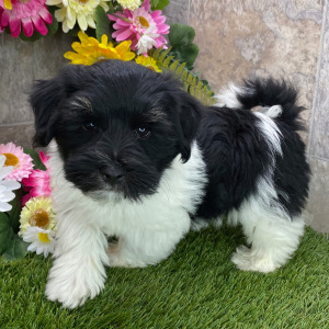 Havanese Puppy Magnus