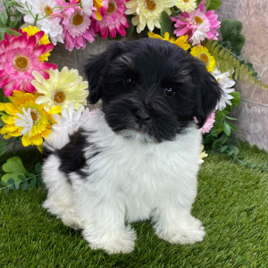 Havanese Puppy Magnus