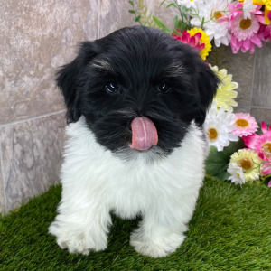 Havanese Puppy Magnus