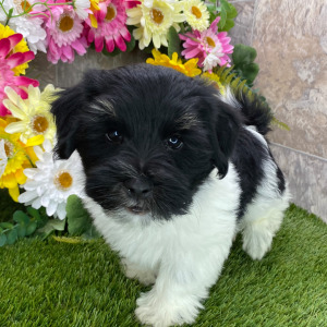 Havanese Puppy Magnus