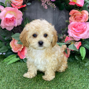 Havapoo Puppy Idelia