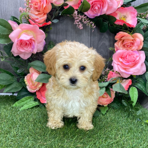 Havapoo Puppy Idelia