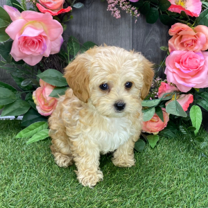 Havapoo Puppy Idelia