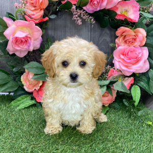 Havapoo Puppy Idelia