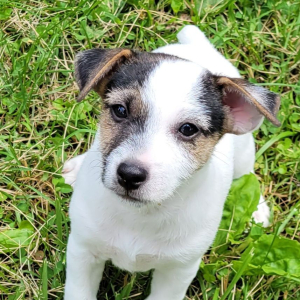 Jack Russell Terrier Puppy Blue