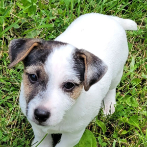 Jack Russell Terrier Puppy Blue