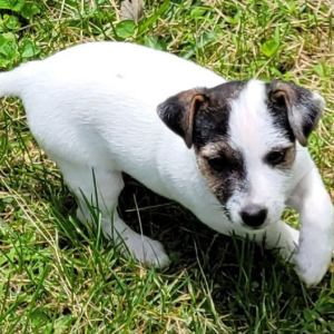 Jack Russell Terrier Puppy Blue