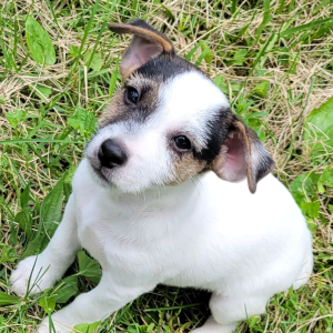 Jack Russell Terrier Puppy Blue