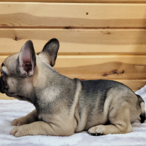 French Bulldog Puppy Felix