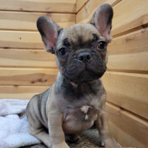 French Bulldog Puppy Felix